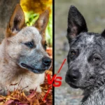 Red Heeler vs Blue Heeler side-by-side comparison showcasing their distinct coat colors and facial features.