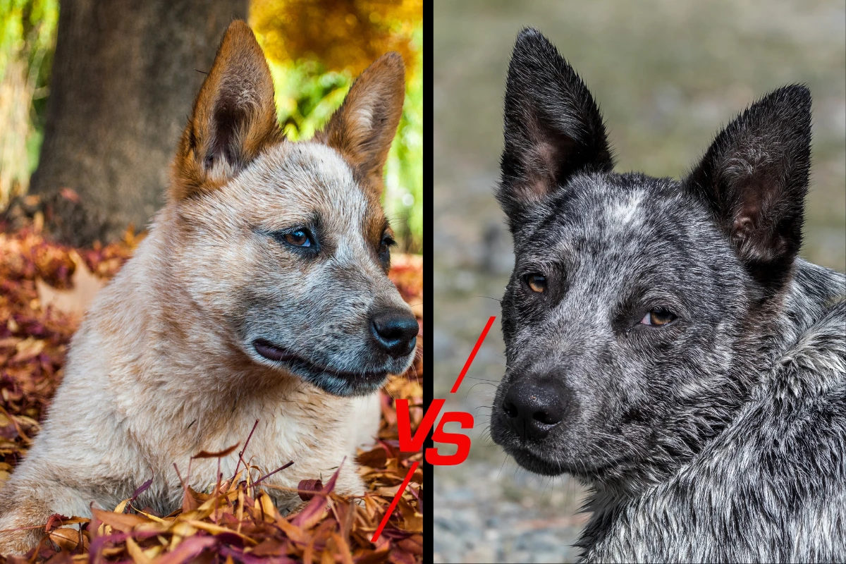 Red Heeler vs Blue Heeler side-by-side comparison showcasing their distinct coat colors and facial features.