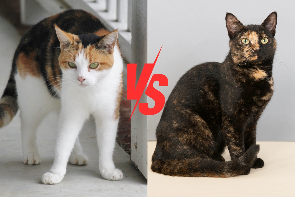 Tortie cat vs calico – a side-by-side comparison of a tortoiseshell and a calico cat, highlighting their distinct fur colors and patterns.