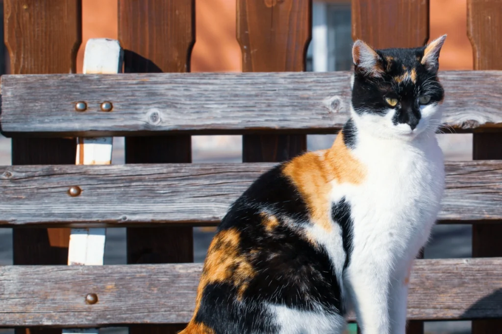 A calico cat enjoying a high-protein meal, which supports better health and calico cat life expectancy.