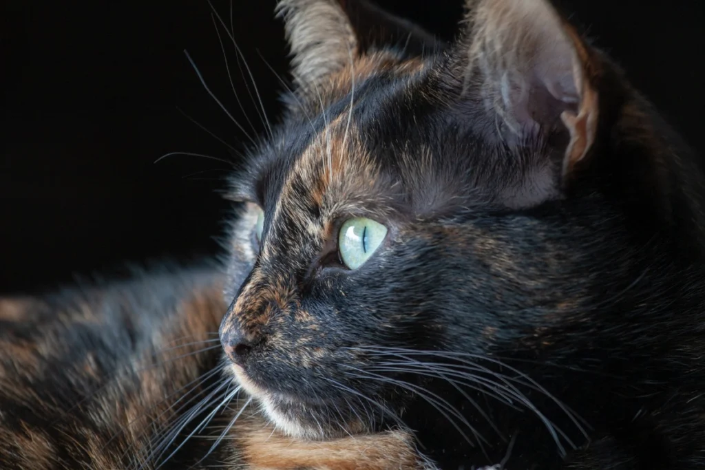 Tortie cat vs calico – a mystical tortoiseshell cat surrounded by golden light, symbolizing luck, fortune, and positive energy.