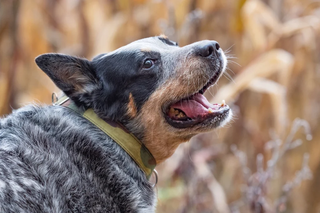 Red Heeler vs Blue Heeler temperament – Blue Heeler displaying an alert and intelligent expression.