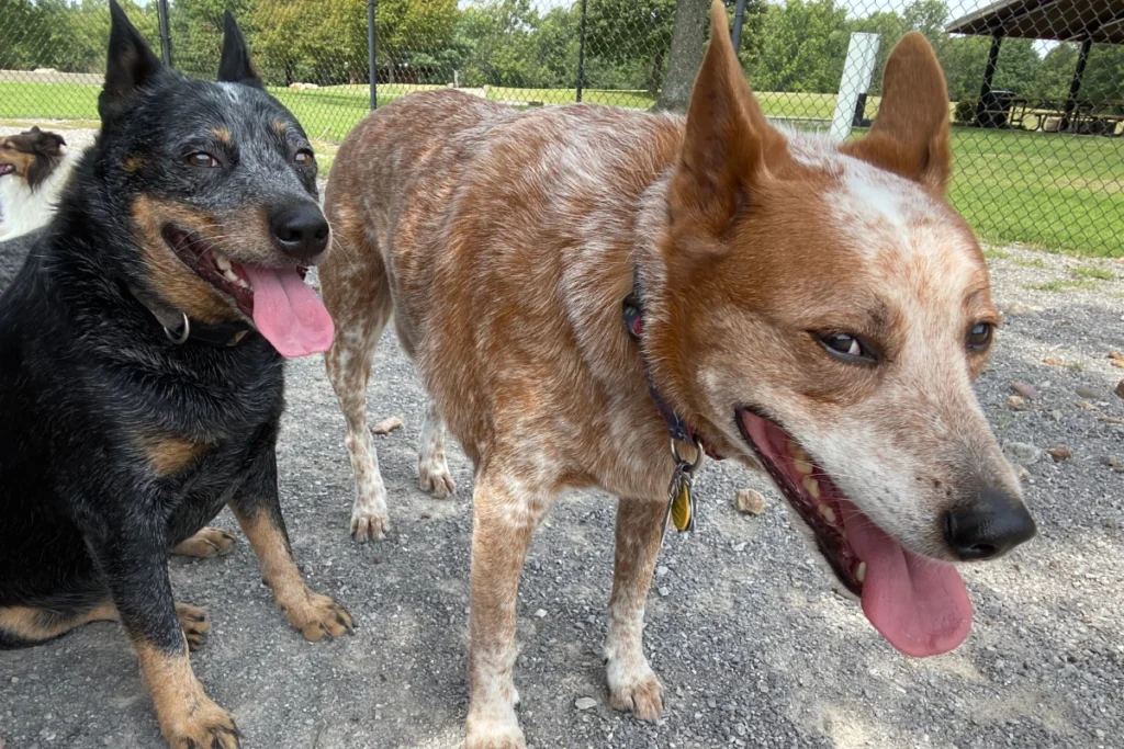 Red Heeler vs Blue Heeler standing together, showing their physical similarities and differences.