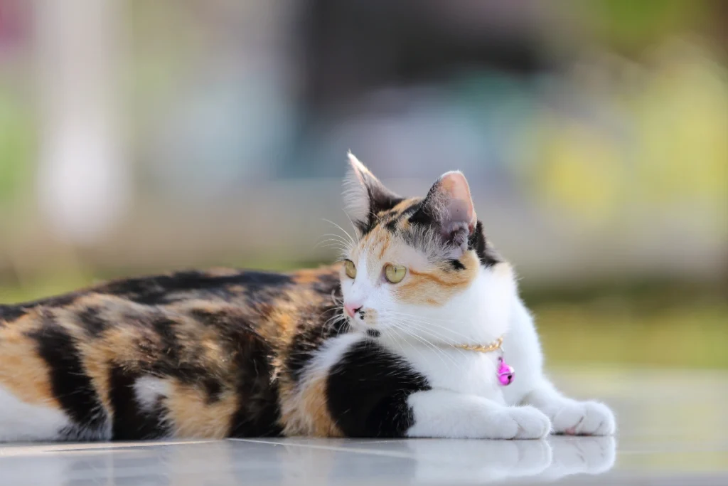 Tortie cat vs calico – close-up view of their fur patterns, showing the marbled tortie mix and the distinct calico patchwork of colors.