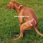 intestinal blockage for dogs