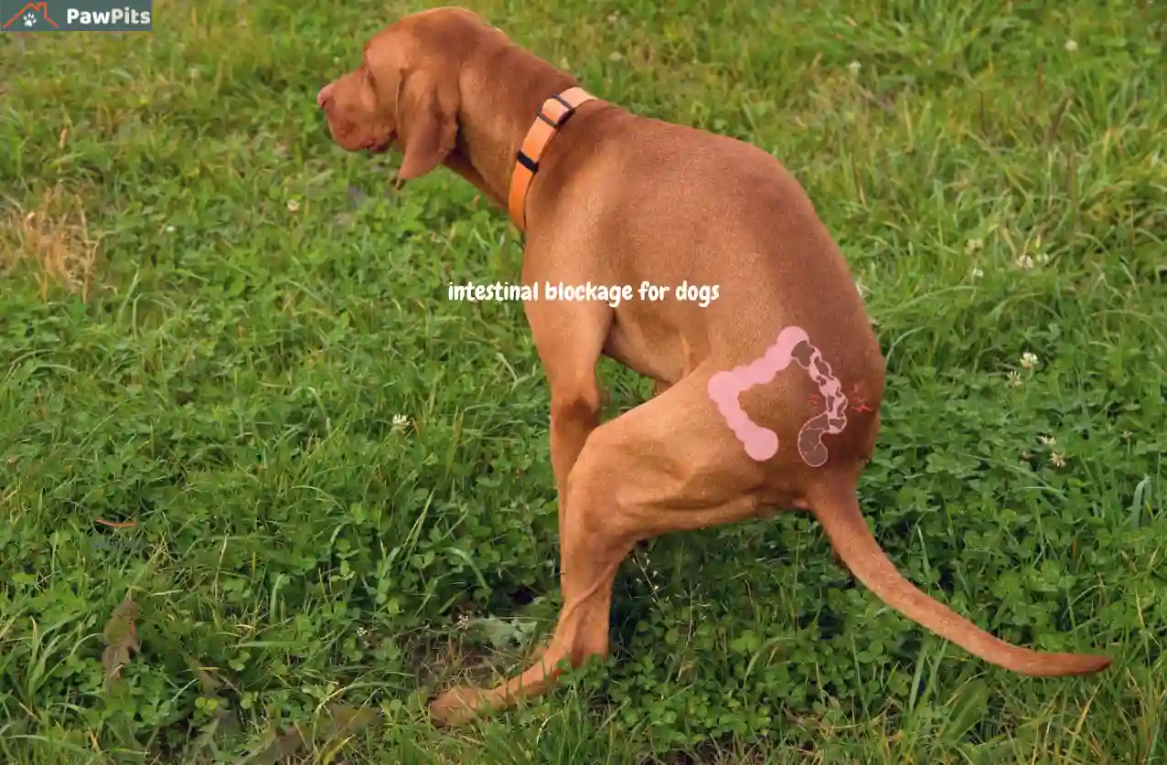 intestinal blockage for dogs