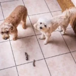 “Can a Dog Still Poop With a Blockage? My Scary Experience That Taught Me the Truth”