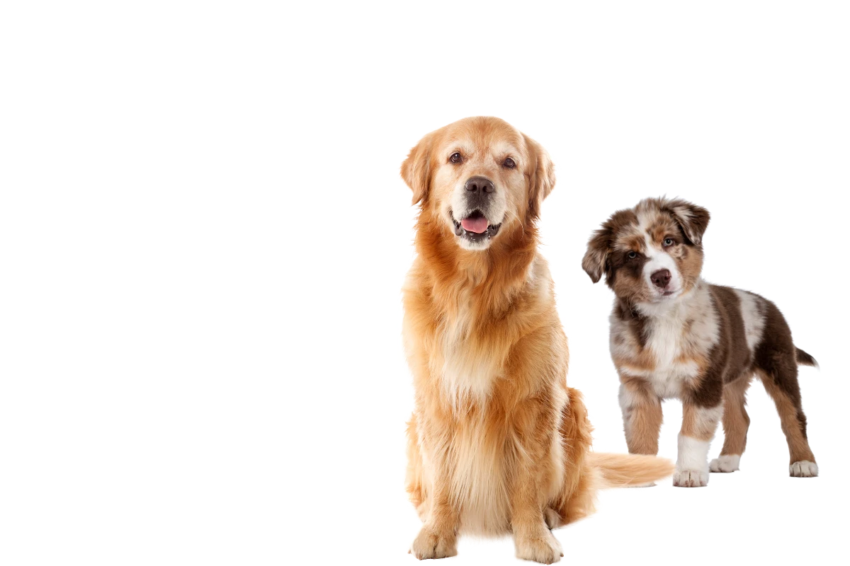 PawPits | The Ultimate Pet Care Blog for Pet-Friendly Living & Training