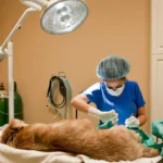 dog intestinal blockage surgery survival rate