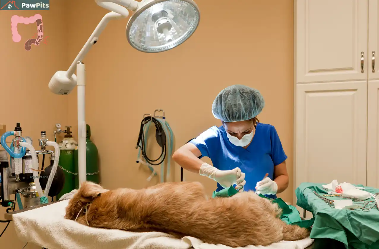 dog intestinal blockage surgery survival rate