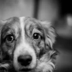 Anxious Dog: How to Understand the Causes, Behavior & What Your Dog Needs From You
