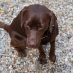 Understanding Dog Anxiety: Signs, Causes & How to Calm an Anxious Dog