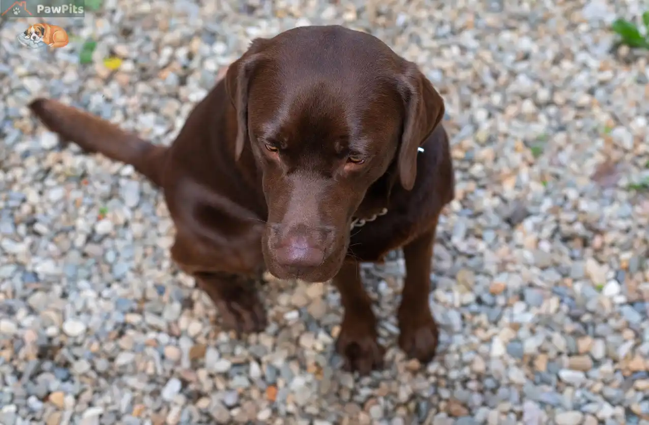 Understanding Dog Anxiety: Signs, Causes & How to Calm an Anxious Dog