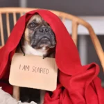 Dog showing subtle signs of anxiety through body language in a calm home environment