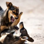 Can dogs have panic attacks? A dog showing sudden panic behavior while seeking comfort from its owner