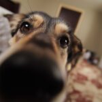 Dog anxiety symptoms visible through tense posture and alert body language