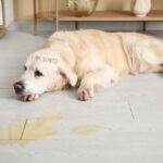 Dog peeing in the house with a confused expression after an indoor accident