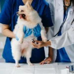 Signs anxiety is getting worse in dogs shown through tense posture and withdrawal