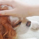 Why is my dog suddenly anxious shown through restless posture and alert expression