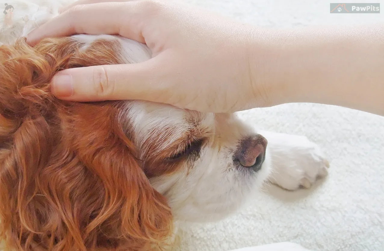 Why is my dog suddenly anxious shown through restless posture and alert expression