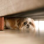 Dog fear vs anxiety shown through contrasting body language and posture